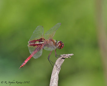 Tramea onusta, male